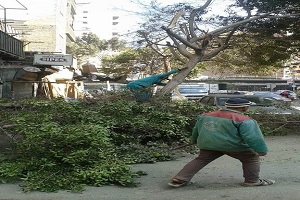 أعمال النظافة ورفع ناتج تقليم الأشجار بشوارع الحي 