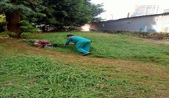 قص وتسييف المسطحات الخضراء بحديقة الأطفال بالزمالك