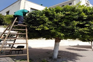 تقليم وتهذيب الأشجار بالحي