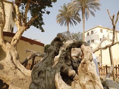 تفقد أعمال التطوير بالمنطقة المحيطة بشجرة مريم