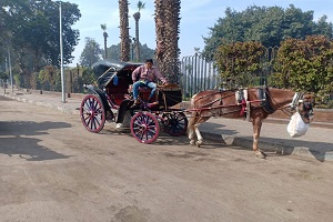 القبض على عربة نقل بطئ مخالفة