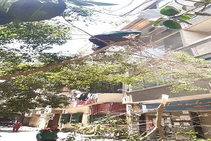 تقليم الأشجار بشوارع الحي  