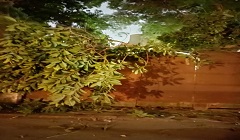 رفع مخلفات ناتجة عن سقوط فرع شجرة 