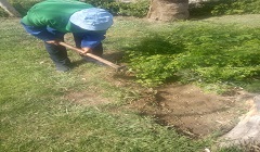 صيانة المسطحات الخضراء للحفاظ على المظهر الجمالي بالحي