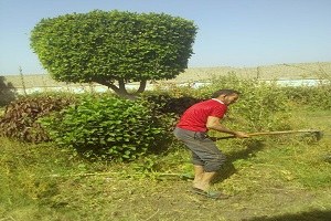 حملة لنظافة الشوارع في حي التبين