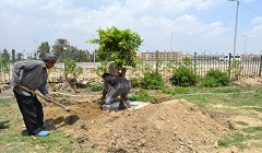 زراعة الأشجار من حديقة ٦ أكتوبر بحلوان إلى حديقة الصحة النفسية