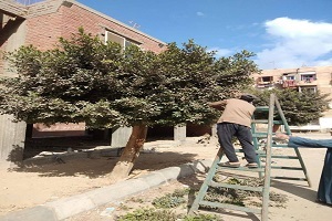 حملة لرفع السيارات المتهالكه بحي التبين