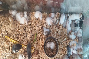 ضبط 55 فأرًا نادرُا في حملة جديدة على سوق الجمعة