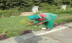 حملات لقص وتهذيب الأشجار وإزالة مخالفات البناء والتعديات بالحي