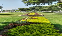 محور العروبة يتجمل بالزروعات .... ضمن مبادرة ’’اتحضر للاخضر ’’ 