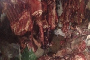 ضبط لحوم فاسدة بإحدى المحلات بحي التبين