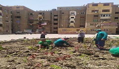 زراعة أحواض تجميلية في وسط مساكن الزاويه الحمراء