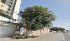 الاهتمام بالمسطحات الخضراء في ضوء مبادرة "اتحضر للأخضر"