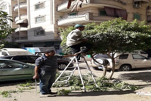 تقليم وتهذيب الأشجار بشارع طومانباى