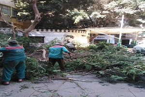 قص وتقليم الأشجار بنطاق الحي