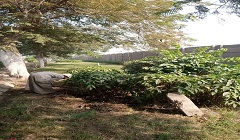 استكمال قص وصيانة مسطحات الكورنيش بالحي