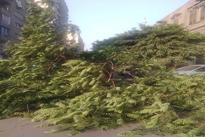 التعامل مع سقوط شجرة ضخمة بالظاهر